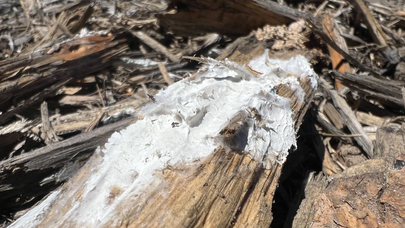 White fungal growth spreading along a split log lying in a bed of dry wood debris.